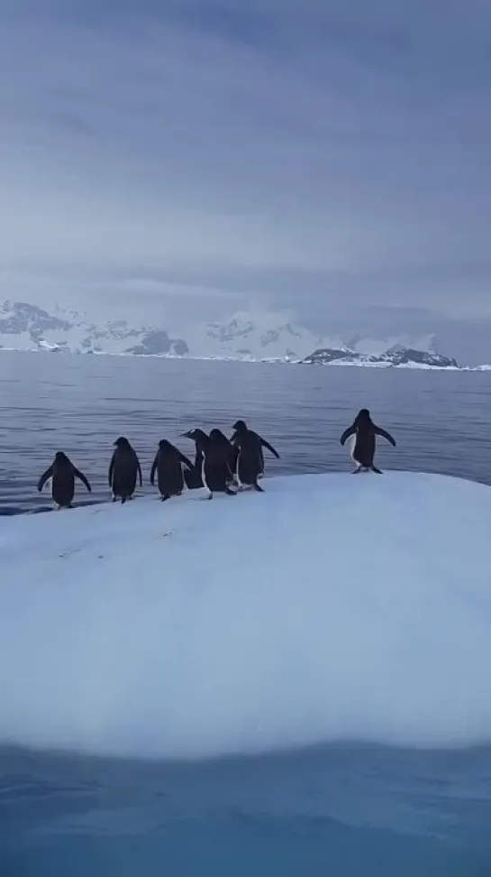 Видео от Каникулы Души