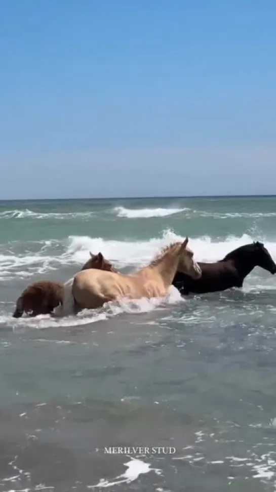 Видео от Дикая планета