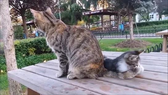 Mama Cat's Reaction to her kitten, When Kitten biting her tail.mp4