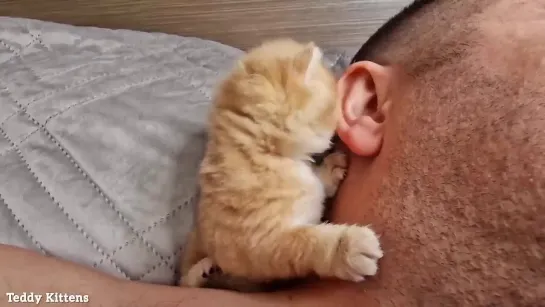 A stern man's Ear was Attacked by a Tiny Kitten.mp4