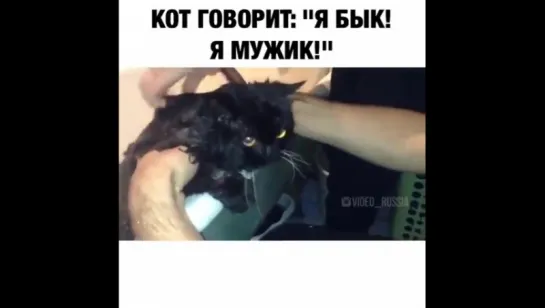 Кот кричит я бык! Я мужик!