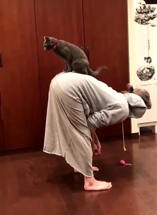 Romi Park`s cat tricks