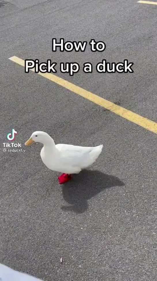 how to pick up a duck part 3