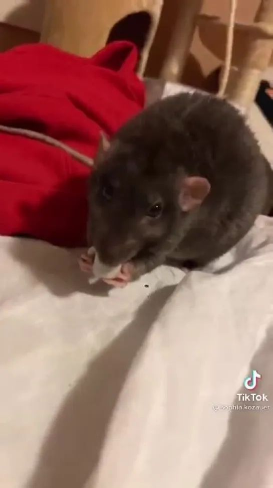 rat with a little mug