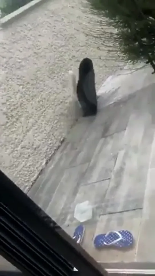 the neighbor’s cat strolled in and helped himself