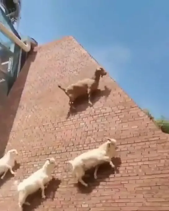 i hope no one ever explains gravity to goats