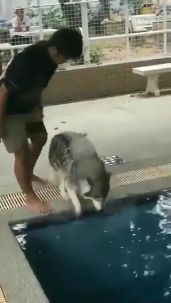 husky getting nervous at his first swimming lesson