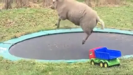 sheep discovers how to use a trampoline