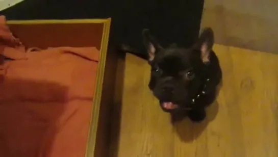 french bulldog argues bedtime