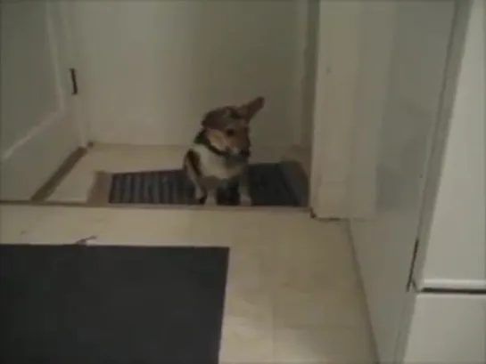 corgi only listens to owner when he talks like the beatles