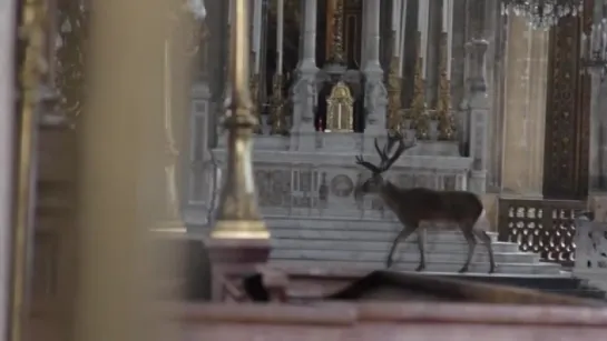 a deer wanders quietly in a church in france