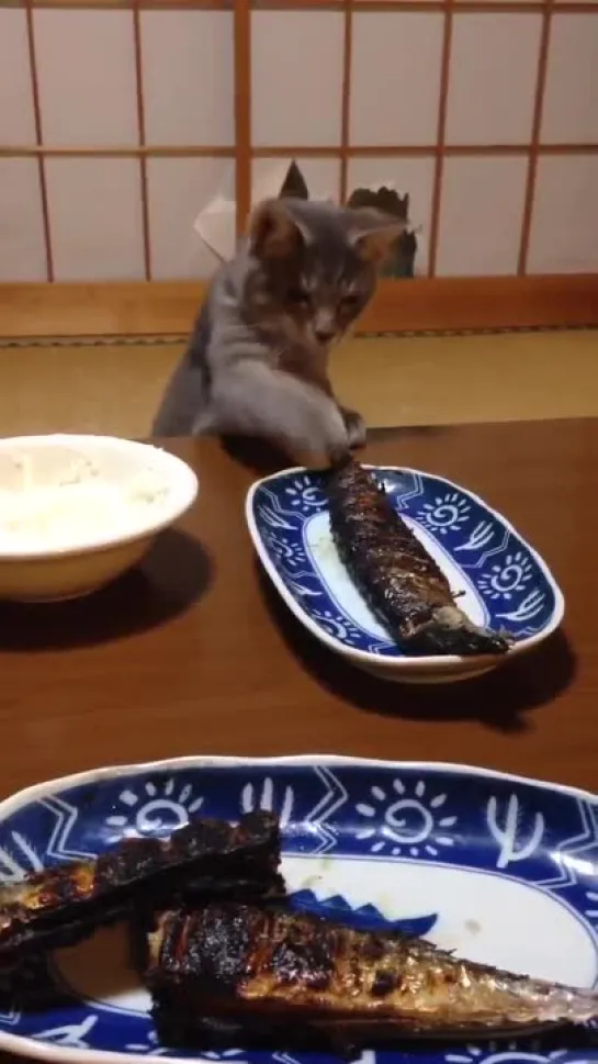 GIVE HIM THE FISH