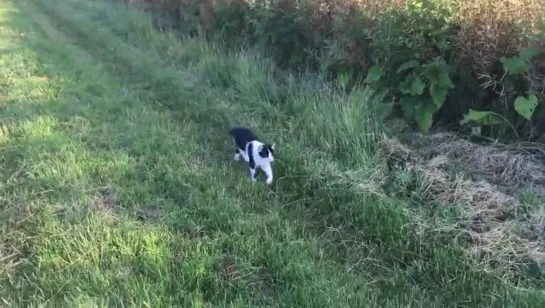 my cat joined my dad and my dog on their morning walk