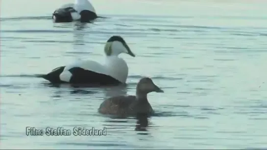 eider ducks sounds