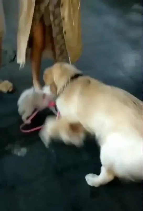 a dog trying to steal another smaller dog