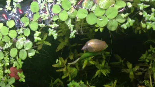 my snail made a boat out of a leaf and I’m very impressed