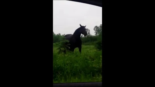 i think about this horse dancing to fleetwood mac at least 5 times a day