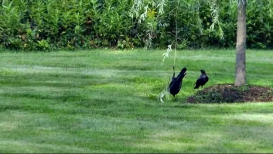 these crows have fun by swinging from a willow branch