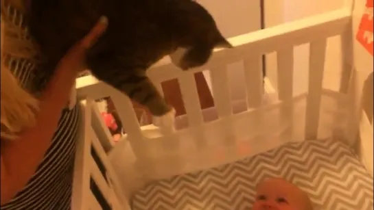 baby meeting cat for the first time