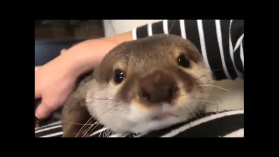 starting the day with an otter