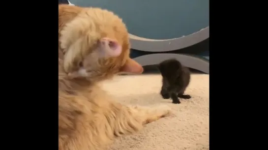 learning to cat