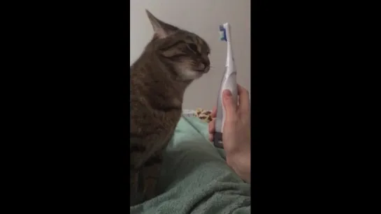 cat likes sneezing