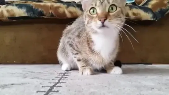 a cat watching horror movie