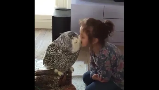 owl kisses