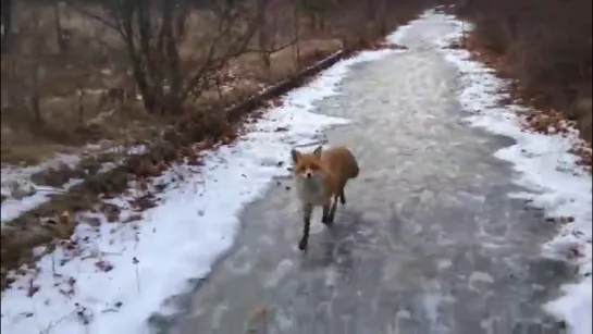 a friendly fox in pripyat