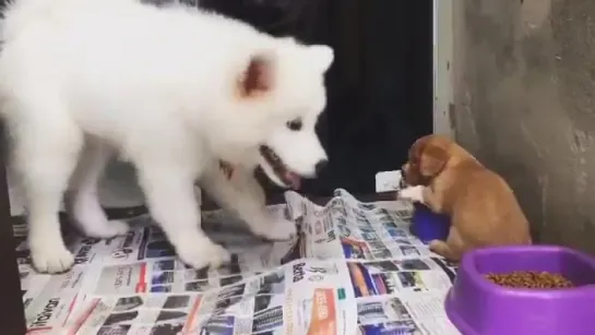 little puppy protects his food from a living marshmallow