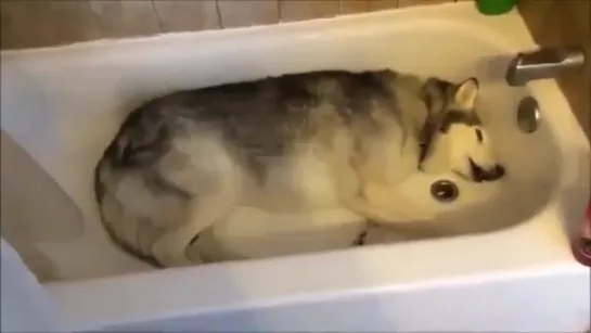 this husky is mad because he wants to take a bath but isn’t allowed to