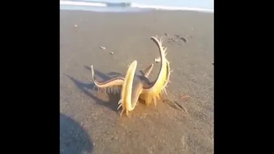 starfish walking on land