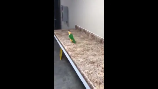 the jumping birb