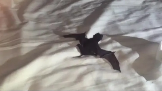 baby bat learns to fly