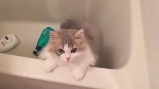 when you realize the human is trying to bathe you