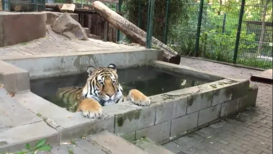 the tiger chilling or not