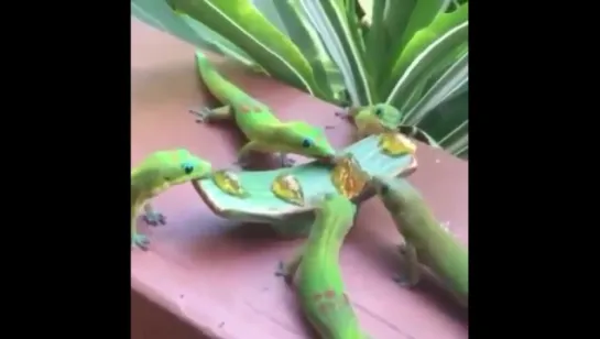 lizards