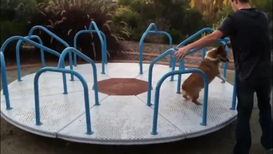 corgi on a carousel