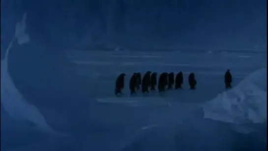 Penguin falls down resulting in best sound ever