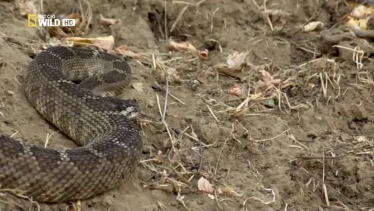 Голодное нападение / NAT GEO WILD