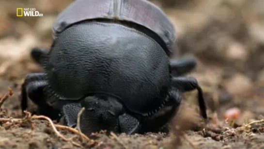 Дикий Египет / NAT GEO WILD