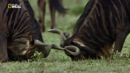 Выживание в Серенгети / NAT GEO WILD