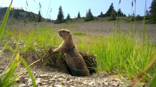 Национальные парки Америки. Олимпик / NAT GEO WILD