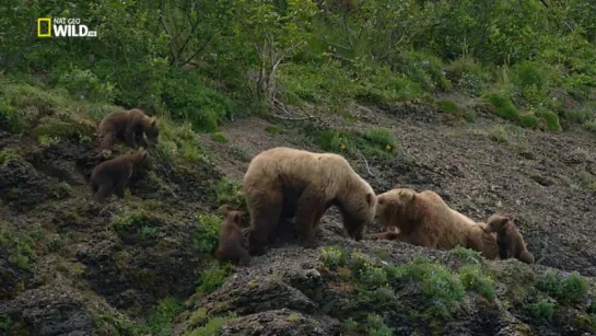 Империя гризли / NAT GEO WILD