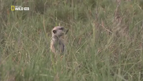 Дикая Калахари / Wild Kalahari (2014) National Geographic.