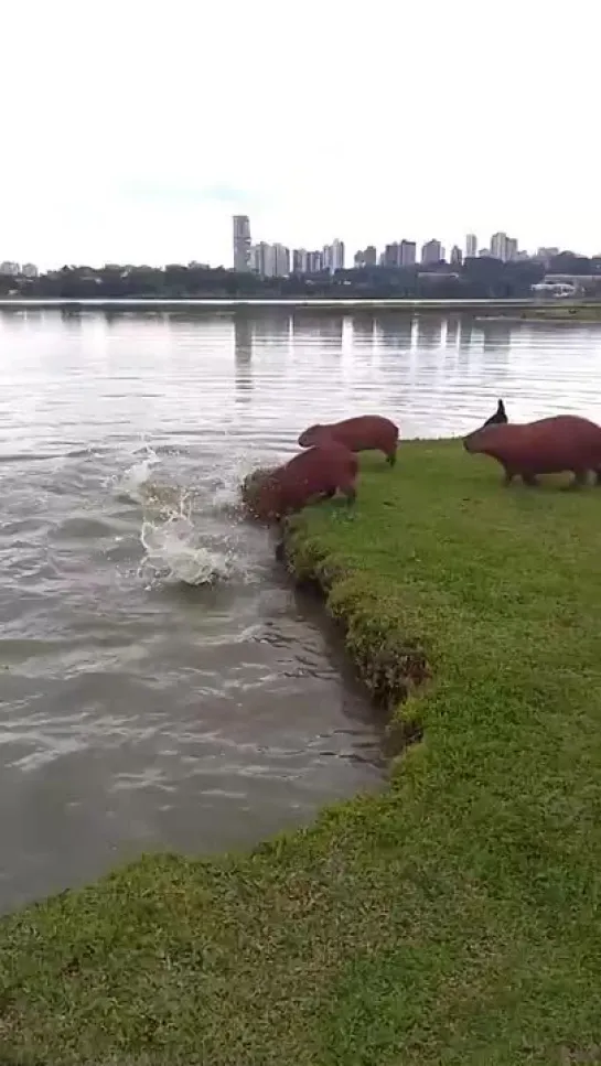 Капибары ныряют в воду