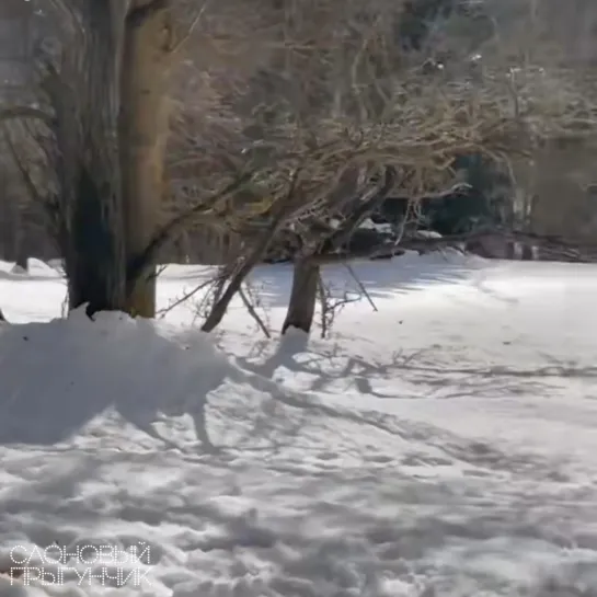 Видео от Слоновый прыгунчик