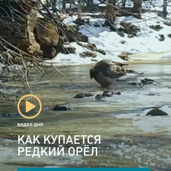 Видео дня: как купается редкий орёл