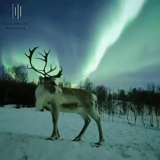 Видео от Рыбалка в Мурманске и обл.(фото и видео) LIVE