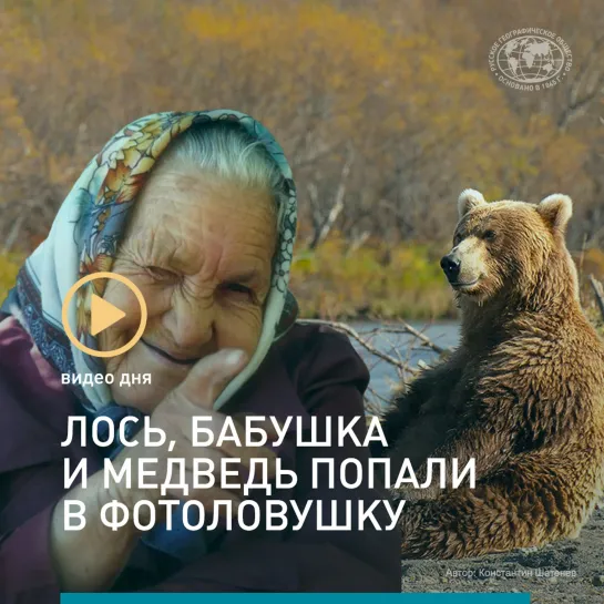 Видео дня: бабушка, лось и медведь попали в фотоловушку